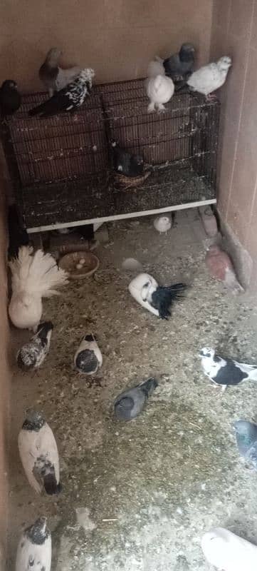 All Setup Sale Mix's VIP pigeons 0