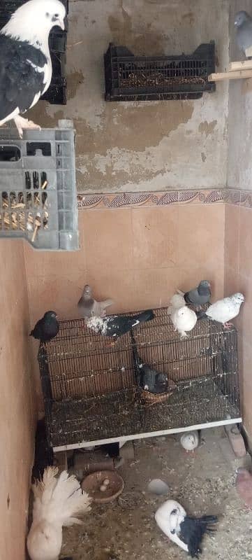 All Setup Sale Mix's VIP pigeons 1