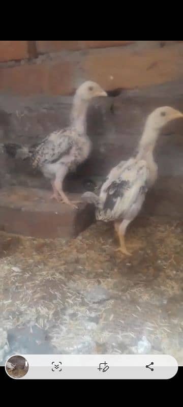 Aseel shamo chicks lahka color for sale 0