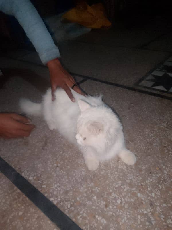 cat for sale 4