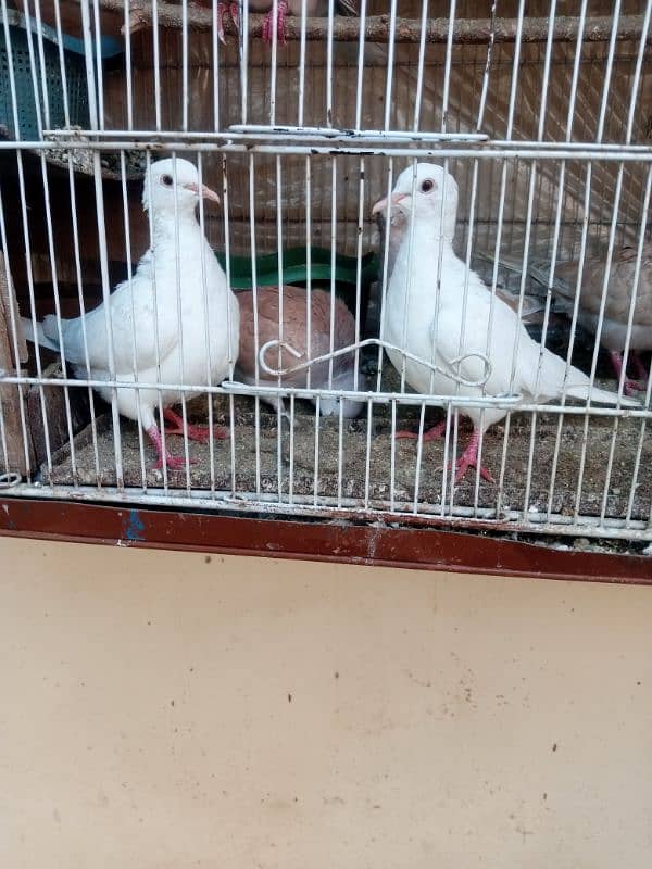 dove pairs 3