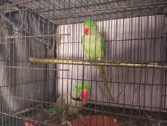 Raw parrot Full Active Pair