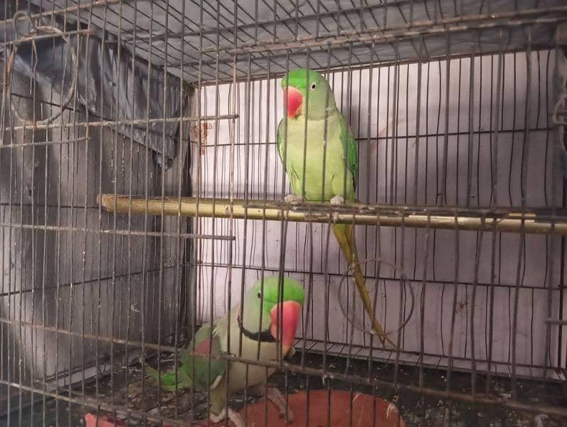 Raw parrot Full Active Pair 0