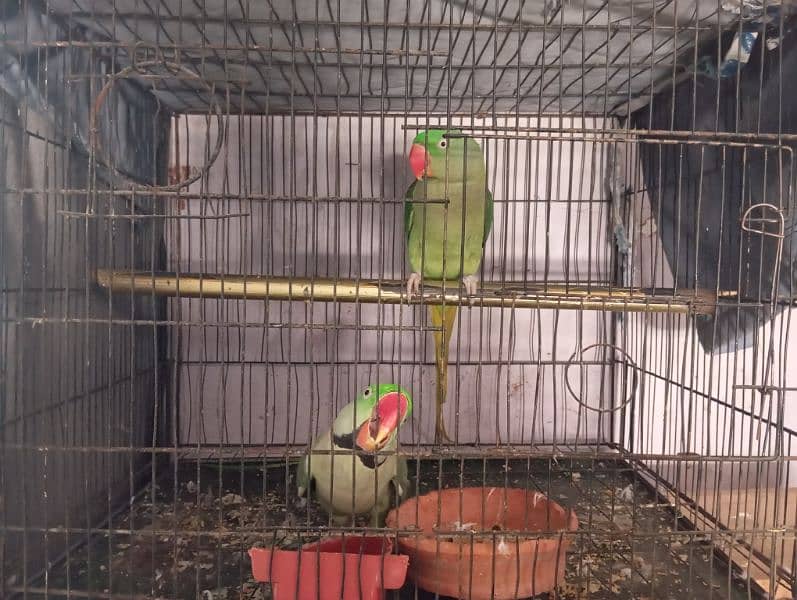 Raw parrot Full Active Pair 1