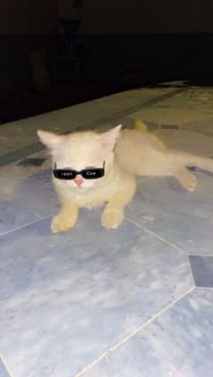 Persian cat