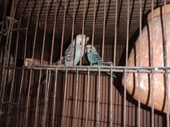 Australian parrots high quality ( king size )