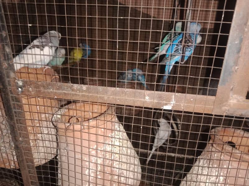 Australian parrots high quality ( king size ) 1