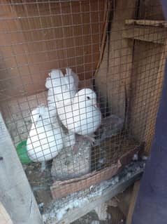 white luckey pair for sale