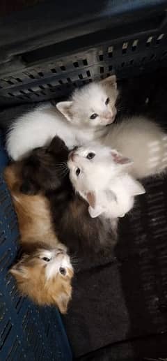 5 piece kitten's and mother for sale