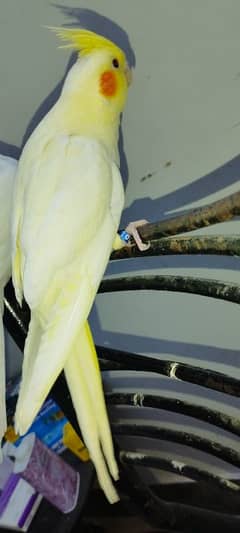 Cream Trained Parrot Baby