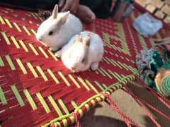 baby rabbits 2 weaks white -brown cute