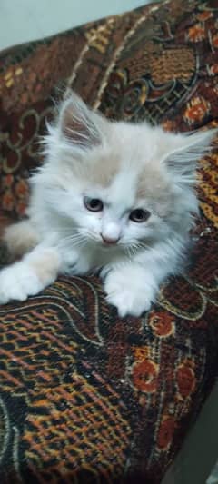 High Quality Persian Female and male kitten.