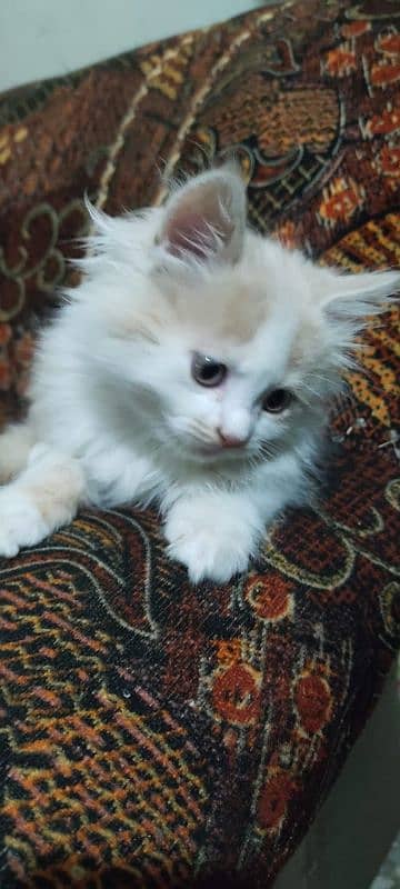 High Quality Persian Female and male kitten. 1