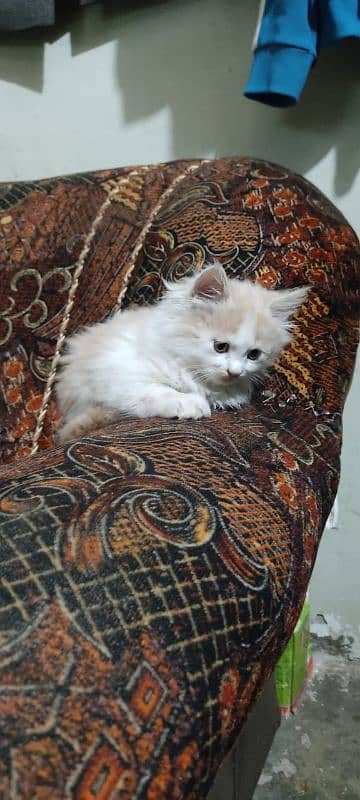 High Quality Persian Female and male kitten. 4