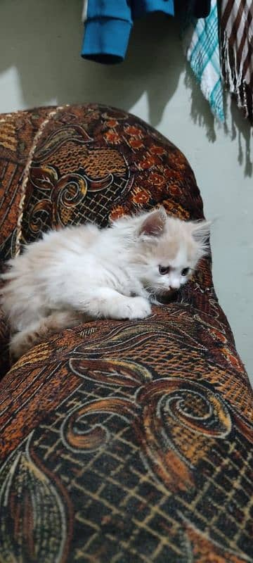 High Quality Persian Female and male kitten. 5