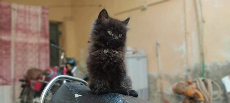 High Quality Persian Female and male kitten. 7