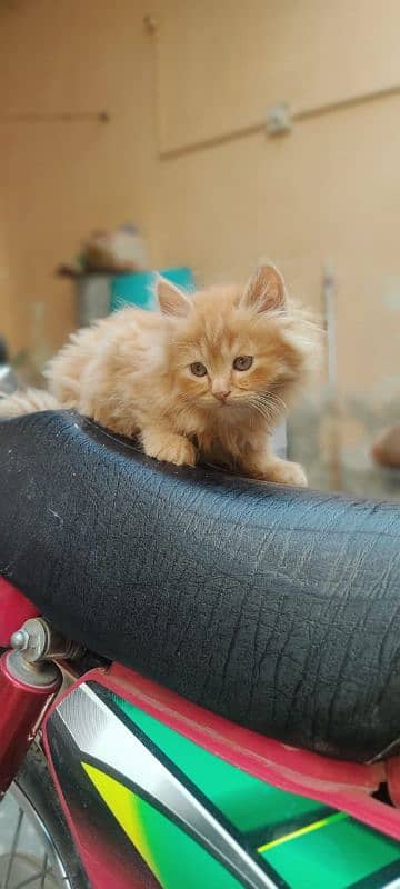 High Quality Persian Female and male kitten. 8