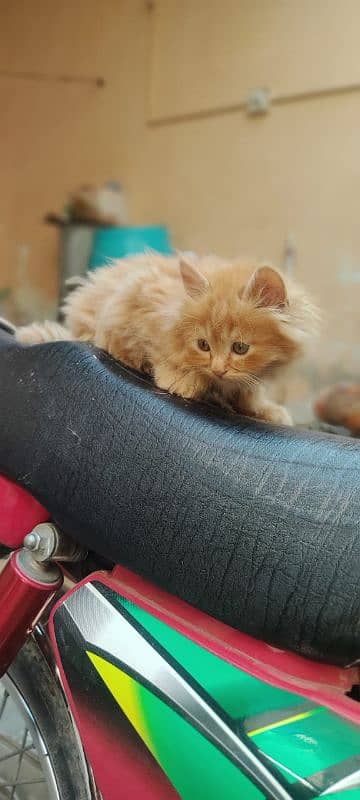 High Quality Persian Female and male kitten. 9