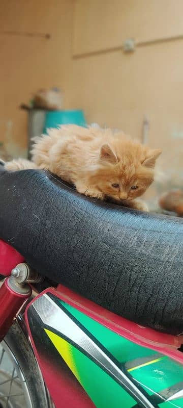 High Quality Persian Female and male kitten. 10