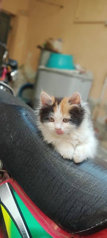 High Quality Persian Female and male kitten. 11