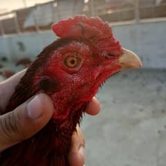 burmi x meyawali breed