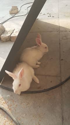 English Angora Rabbits Pure White Red Eyes (خرگوش)