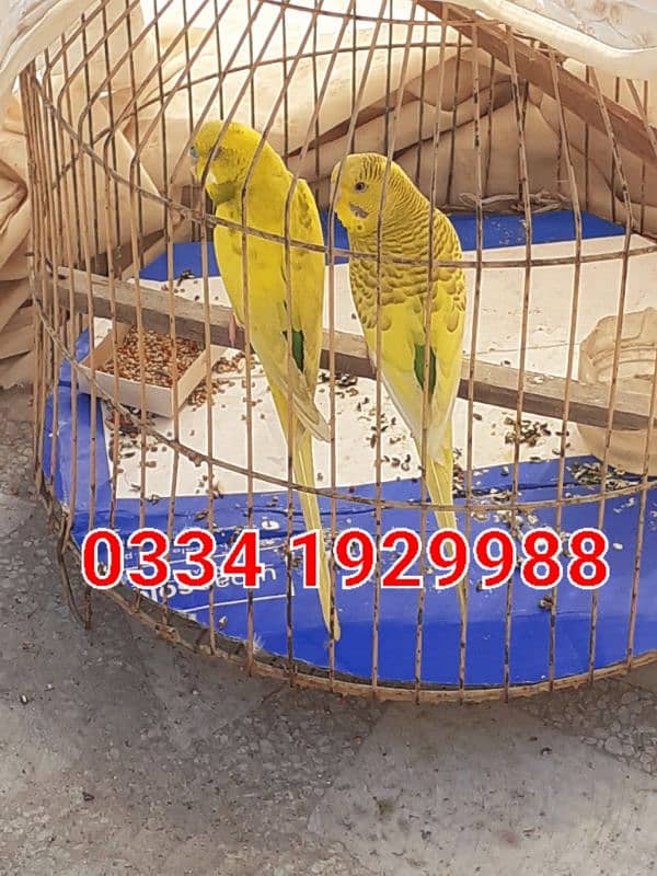 Australian Budgie Parrots Breeding Pair 1