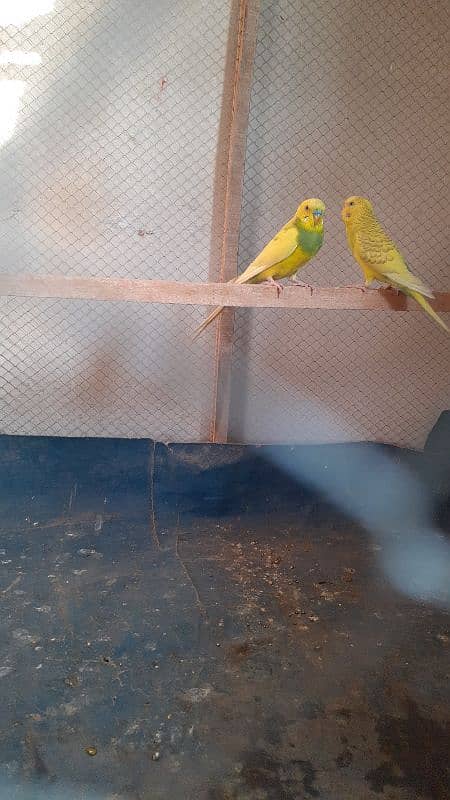 Australian Budgie Parrots Breeding Pair 2