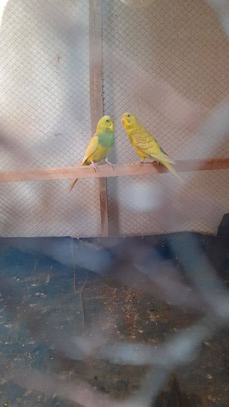 Australian Budgie Parrots Breeding Pair 3