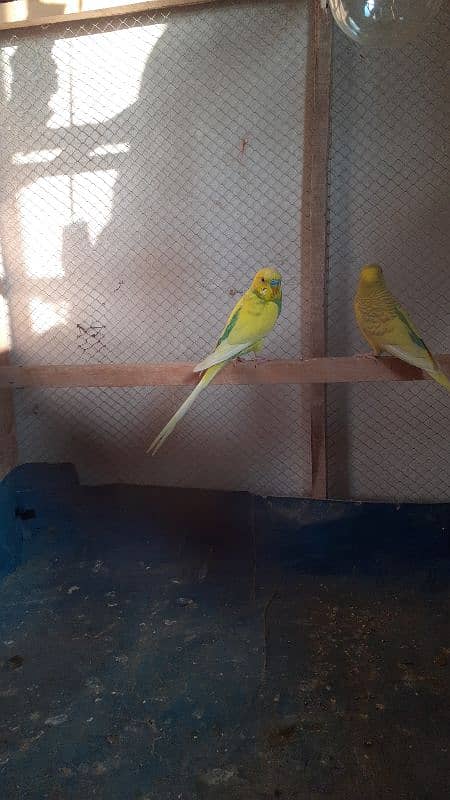 Australian Budgie Parrots Breeding Pair 4