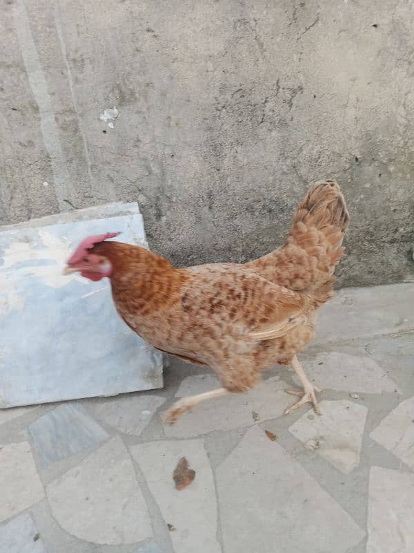 1 murgi for sale 9