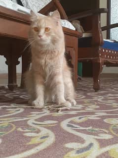 Persian Orange Male cat