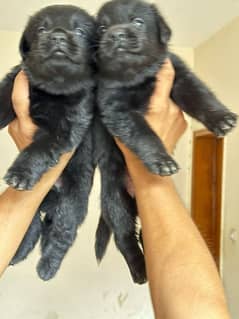 German shepherd puppy Whatsapp nu 03258925374