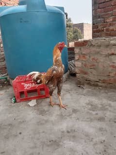 Aseel Sindhi Coco breed