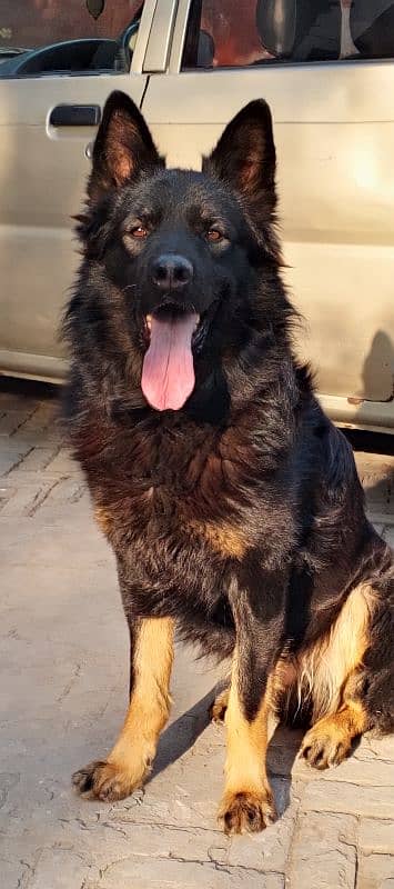 Vaccinated,Non pedigree,German+Beljum,Male,Black Mask, Single court, 5