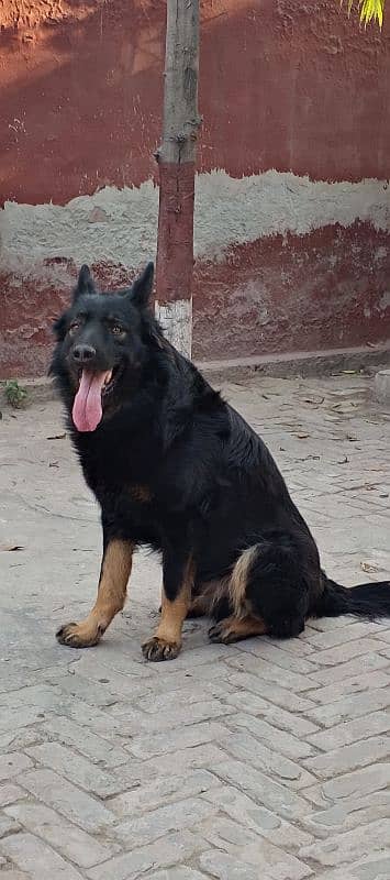 Vaccinated,Non pedigree,German+Beljum,Male,Black Mask, Single court, 6