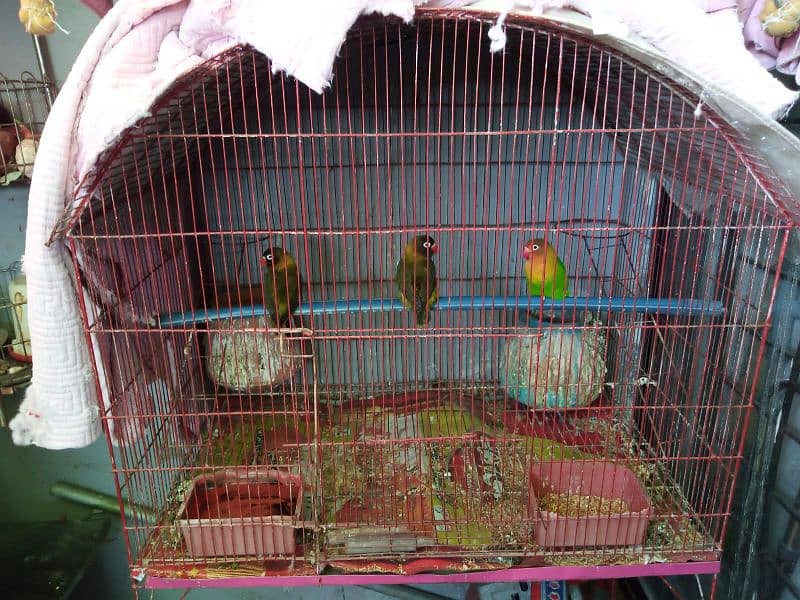 2 pairs of fisher with cage 2