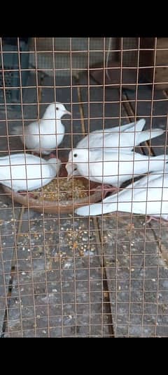 love bird white colour