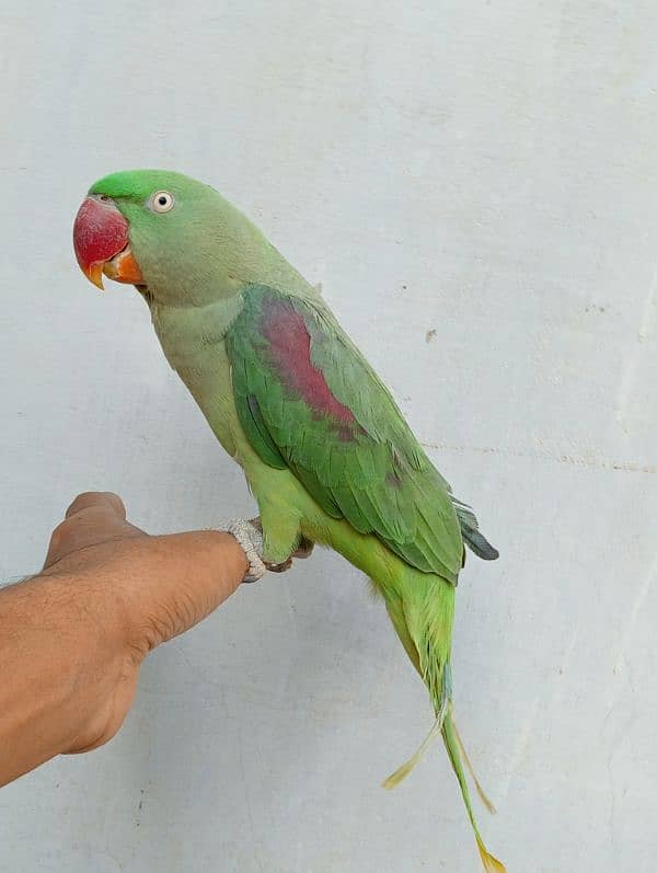 Alexander Raw Parrot Female 0