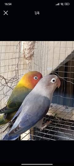 love bird pair