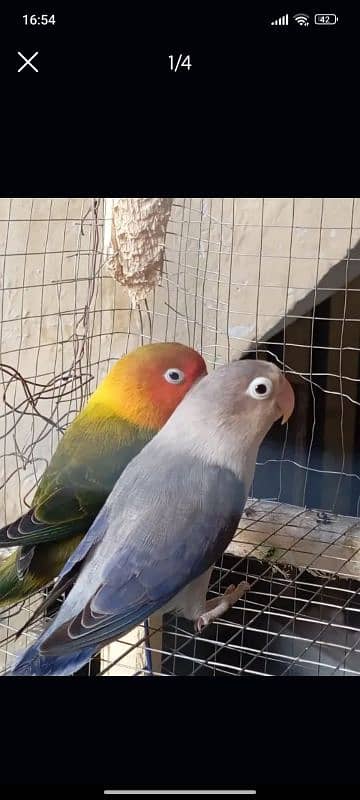 love bird pair 0