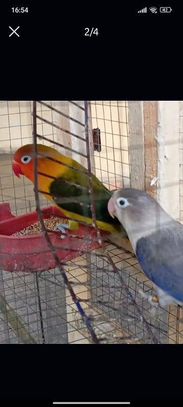 love bird pair 1