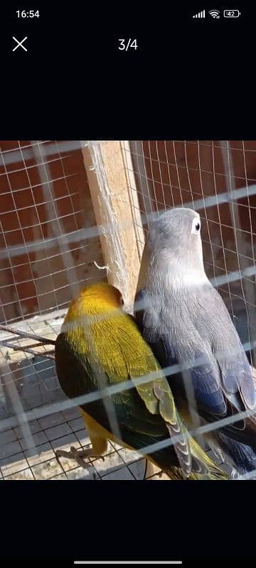 love bird pair 2