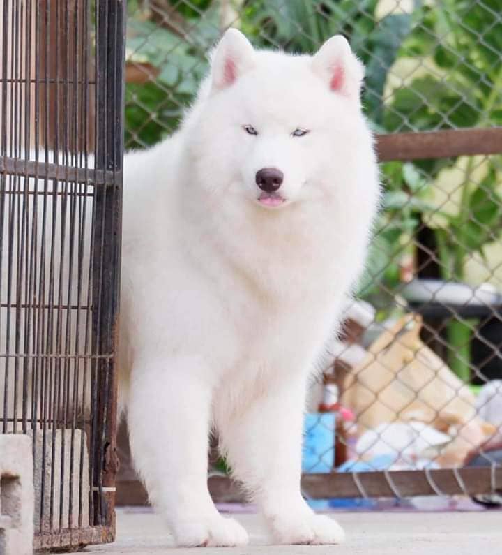 Alaskan Husky Male Imported For Sale 1