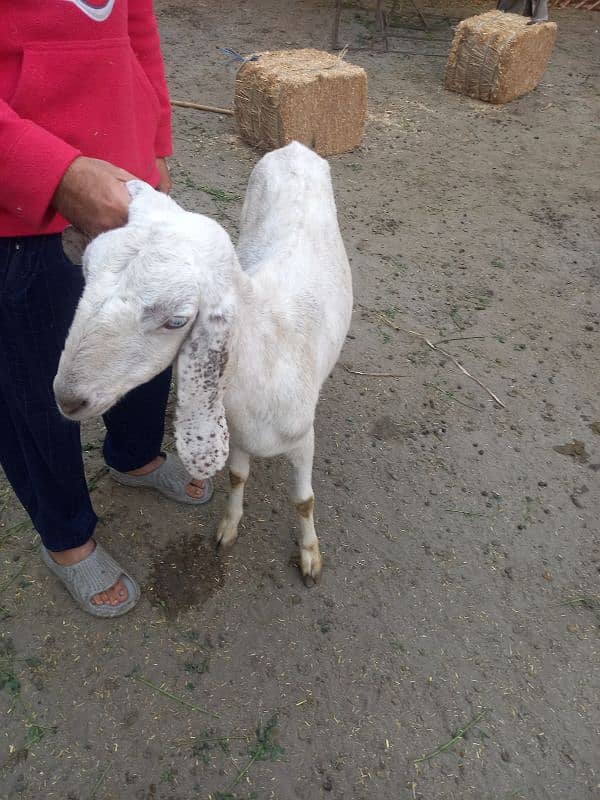 female goat 1