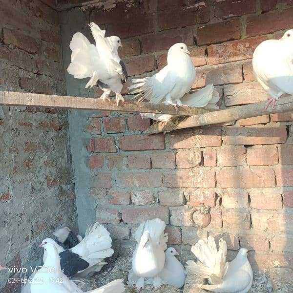 pigeons for sale breeder's available! 0