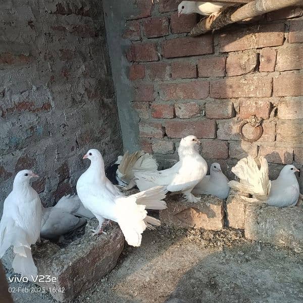 pigeons for sale breeder's available! 1