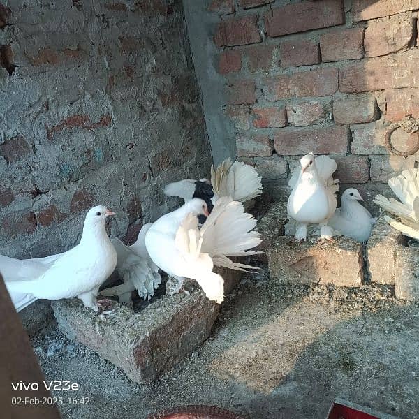 pigeons for sale breeder's available! 3