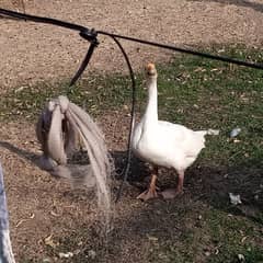 duck for sale kindly Contact on WhatsApp 03122202268