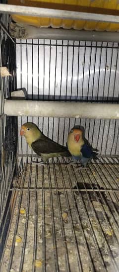 love bird for sale in karachi